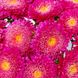 Астра Шанхайська Троянда (Фасовка: 1 г; Колір: темно-рожевий)