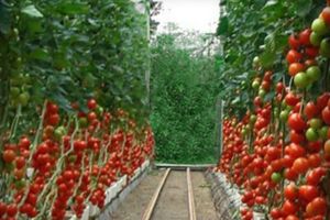 Выращивание томата в теплице