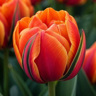 Тюльпан Queensday