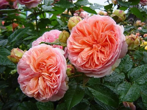 Роза чайно-гибридная Чипендейл (Фасовка: 1 шт.)