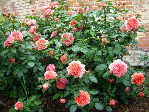 Роза чайно-гибридная Чипендейл (Фасовка: 1 шт.)
