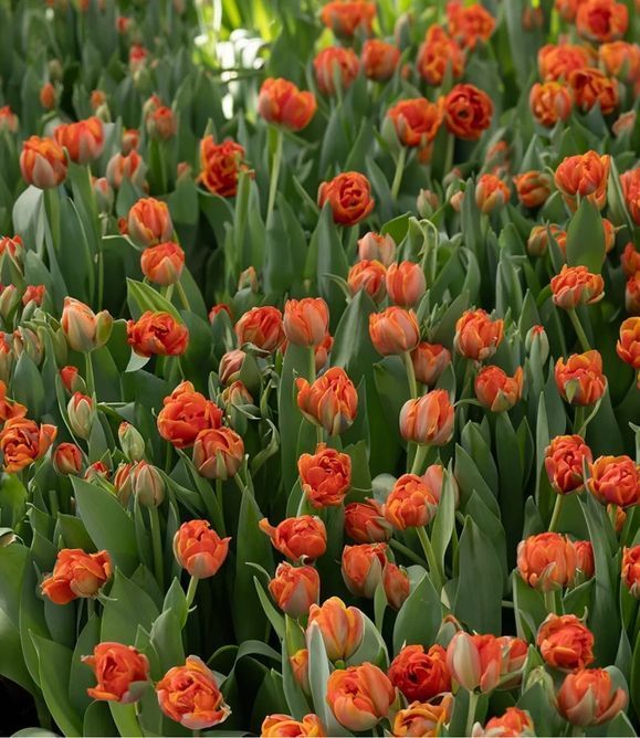 Тюльпан Queensday