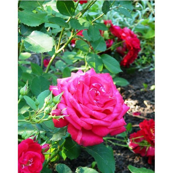 Троянда чайно-гібридна Дам де Кьор (Фасовка: 1 шт)