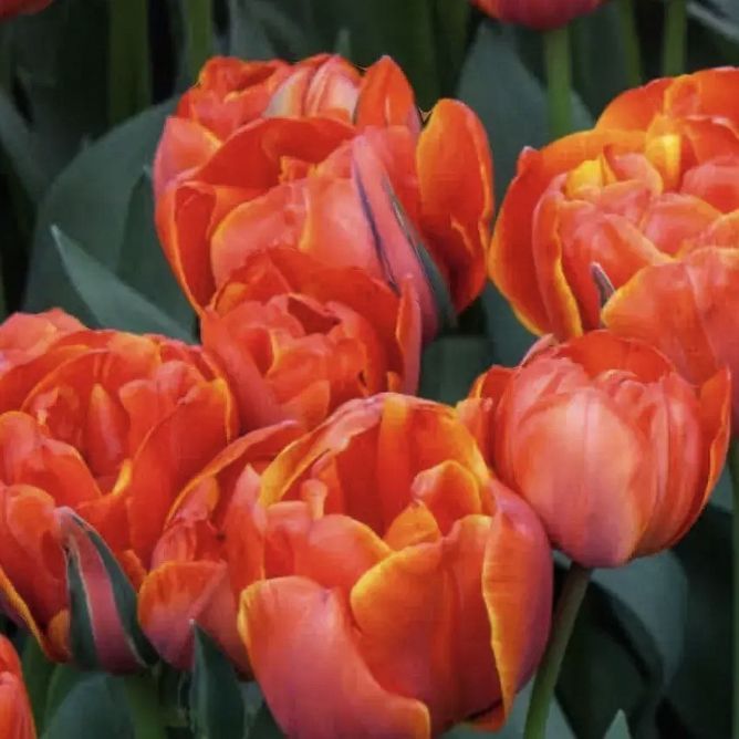 Тюльпан Queensday