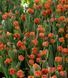 Тюльпан Queensday