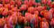 Тюльпан Queensday