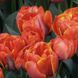 Тюльпан Queensday