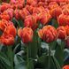 Тюльпан Queensday