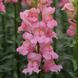 Антіррінум (ротики садові) Потамак F1 (Фасовка: 100 шт; Колір: pink)