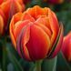 Тюльпан Queensday