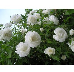 Троянда плетиста біла Family White, білий, 1 шт