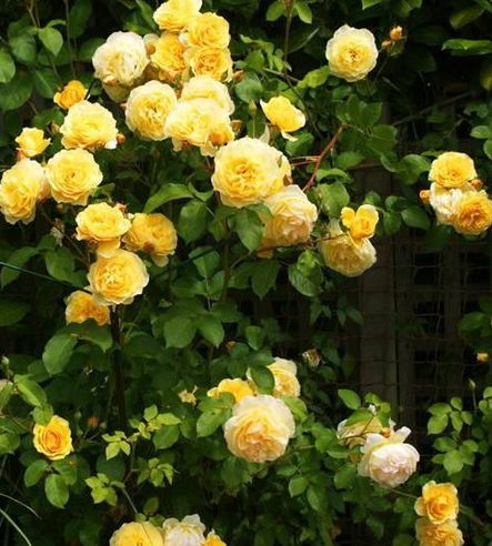 Троянда плетиста Казіно (Фасовка: 1 шт)