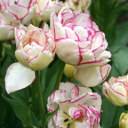 Тюльпан Belicia (Фасовка: 2 шт)