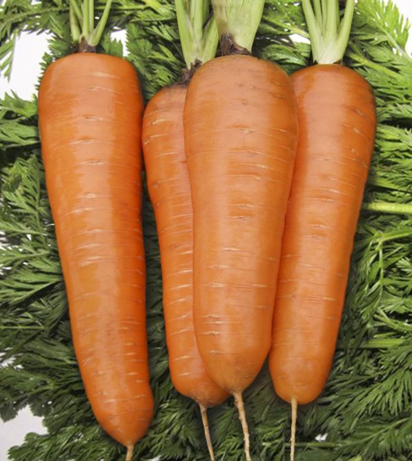 Морковь Курода Шантане (Фасовка: 500 г)