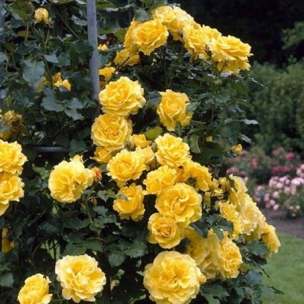 Троянда плетиста Казіно (Фасовка: 1 шт)