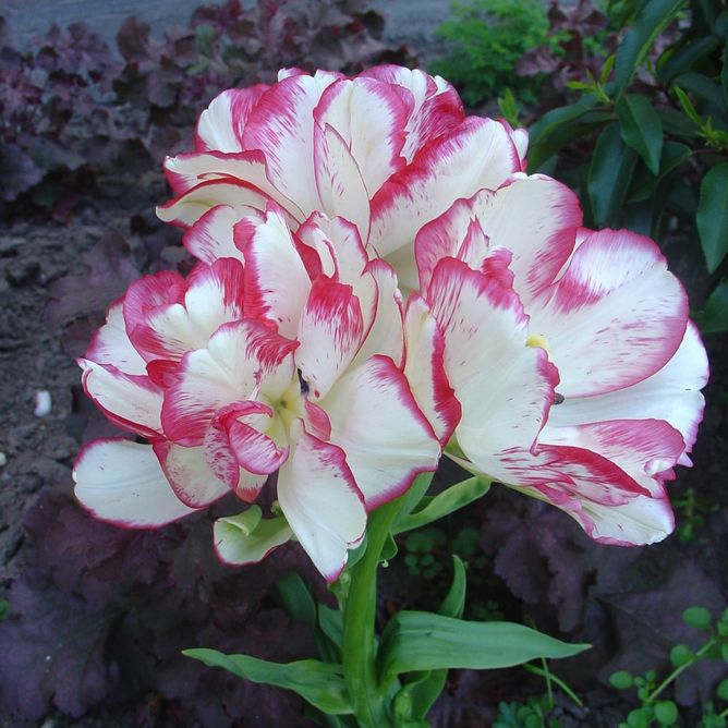 Тюльпан Belicia (Фасовка: 2 шт)