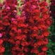 Антіррінум (ротики садові) Опус F1 (Фасовка: 100 шт; Колір: червоний)