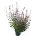 Лофант (гісоп) червоний Зані