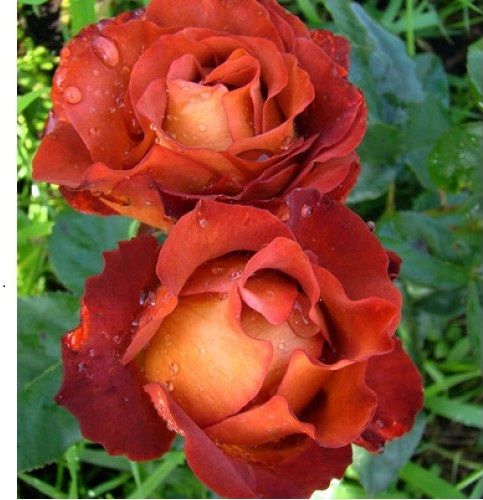 Троянда чайно-гібридна Кофі Брейк, 1 шт