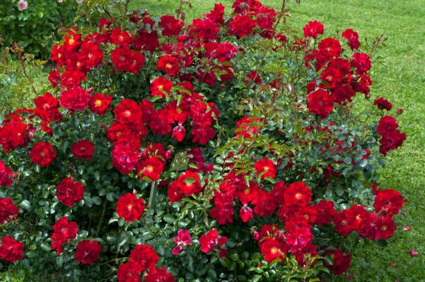 Троянда поліантова червона Avenue Red, 1 шт