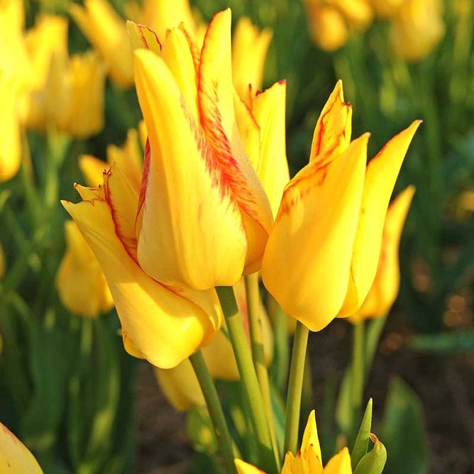 Тюльпан Royal Georgette, желтый с прожилками, 2 шт, жовтий з червоними прожилками