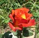 Троянда чайно-гібридна Кофі Брейк, 1 шт