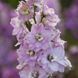 Дельфініум махровий Магічний Фонтан (Фасовка: 200 шт; Колір: cherry blossom white bee)