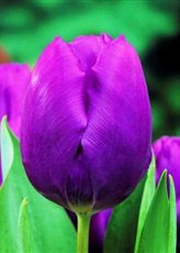 Тюльпан Purple Prince, 2 шт