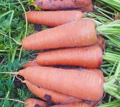 Морковь Каскад F1 (1,6-1,8 мм)