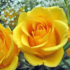 Троянда флорібунда Голден Веддінг (Фасовка: 1 шт)