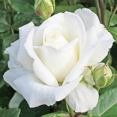 Роза чайно-гибридная белая Solo White, 1 шт