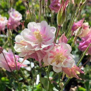 Аквілегія махрова Вінкі (Фасовка: 30 шт; Колір: rose-white)
