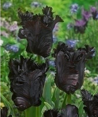 Тюльпан Black Parrot double, Черный, 2 шт, Чорний
