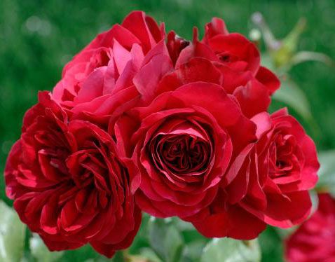 Троянда плетиста Мусімара (Фасовка: 1 шт)