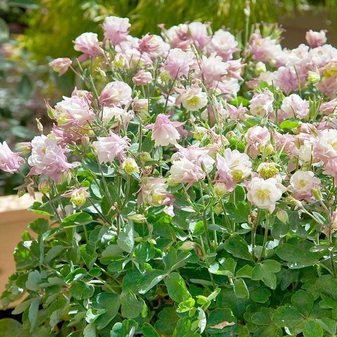 Аквілегія махрова Вінкі (Фасовка: 30 шт; Колір: rose-white)