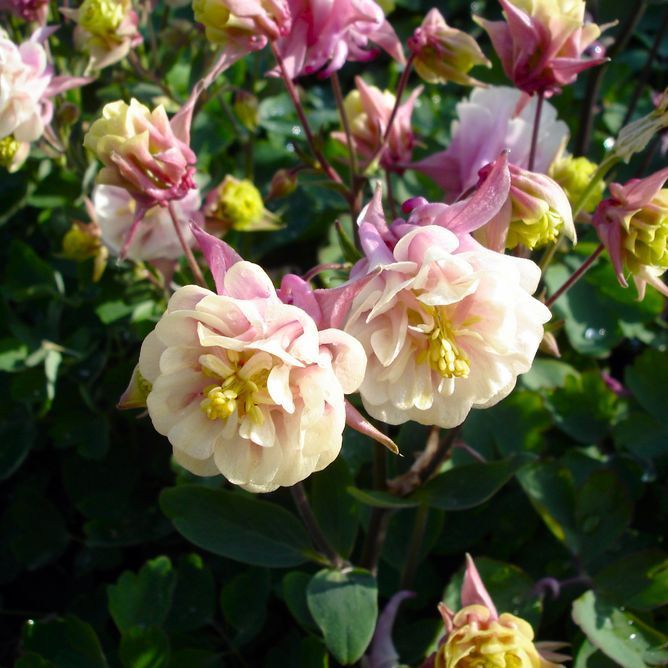 Аквілегія махрова Вінкі (Фасовка: 30 шт; Колір: rose-white)