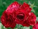 Троянда плетиста Мусімара (Фасовка: 1 шт)