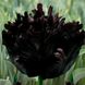 Тюльпан Black Parrot double, Черный, 2 шт, Чорний