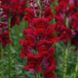 Антіррінум (ротики садові) Потамак F1 (Фасовка: 100 шт; Колір: red)