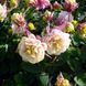 Аквілегія махрова Вінкі (Фасовка: 30 шт; Колір: rose-white)