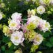 Аквілегія махрова Вінкі (Фасовка: 30 шт; Колір: rose-white)