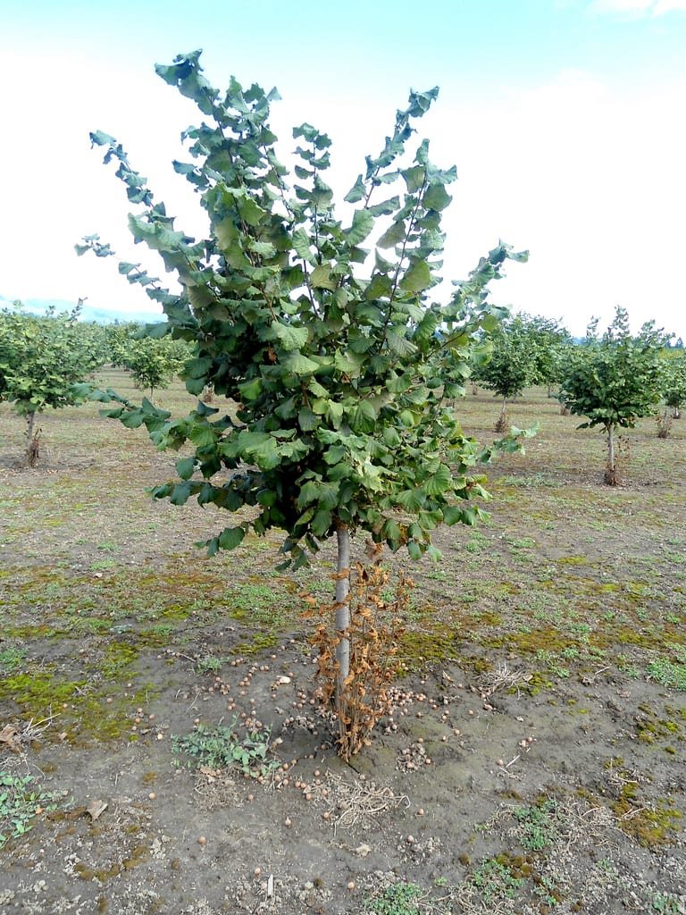 Фундук садовый дерево фото