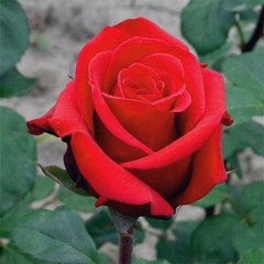 Троянда чайно-гібрина червона Solo Red