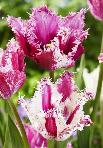 Тюльпан Purple Circus, біло-рожевий, 2 шт, Біло-малиновий