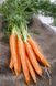 Морковь Королева осени (Фасовка: 20 г)