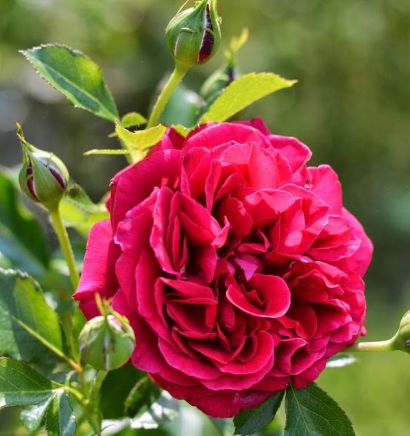 Роза английская Кинг Артур, 1 шт