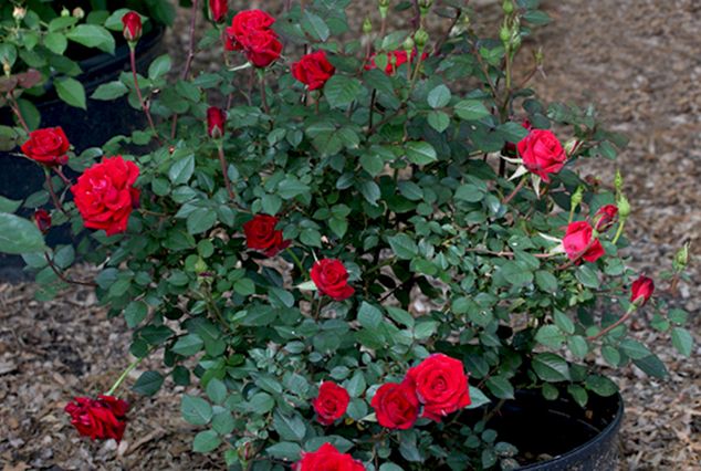 Роза миниатюрная Ред Дет, 1 шт