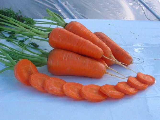 Морковь Шантане Ред Кор (Фасовка: 10 г)