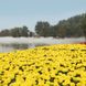 Чорнобривці прямостоячі Діскавері F1 (Фасовка: 100 шт; Колір: yellow)