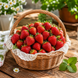 Полуниця ампельна Пендула